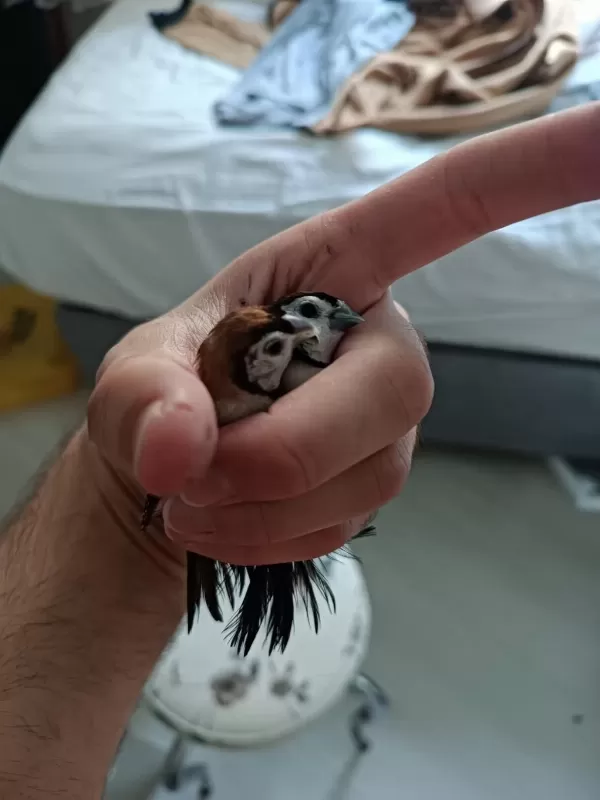 Baykuş İspinozu Çift