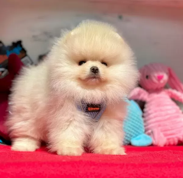 Boo Pomeranian Ayicik Surat Yavrular