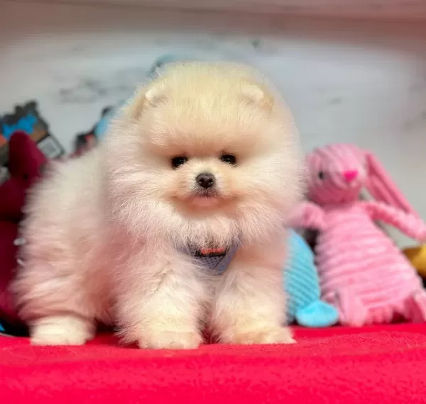 Boo Pomeranian Ayicik Surat Yavrular