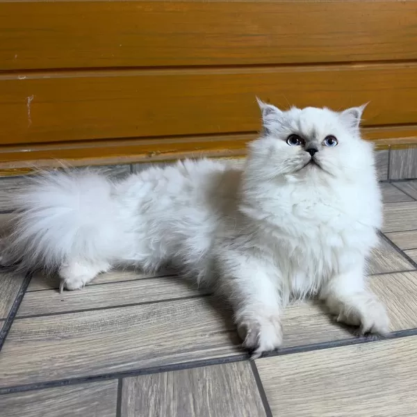 Güzel British Longhair Prenses Kızımız