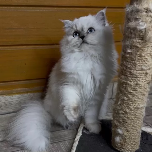 Güzel British Longhair Prenses Kızımız