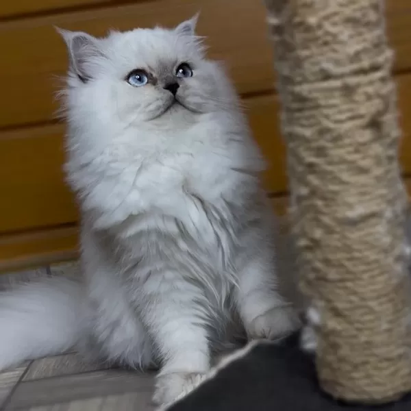 Güzel British Longhair Prenses Kızımız