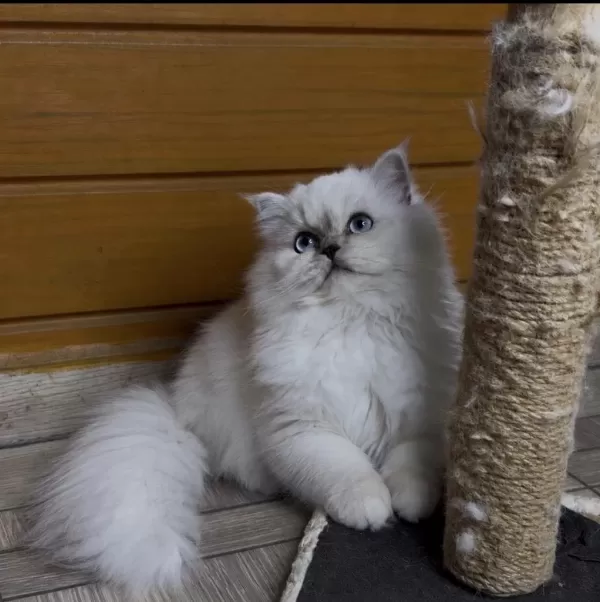 Güzel British Longhair Prenses Kızımız