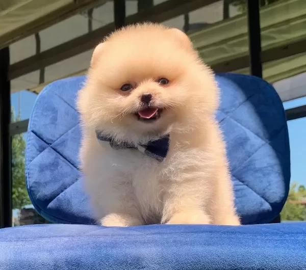 Pomeranian Boo Teddy Bear Yavrularimiz