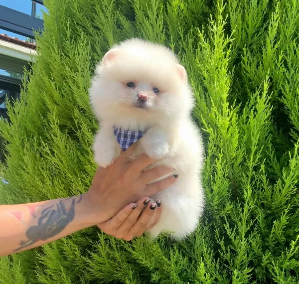 Pomeranian Boo Teddy Bear Yavrularimiz