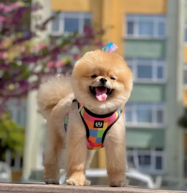 Pomeranian Boo Sampiyon Babanın Bebek Suratlı Oğlu Oscar