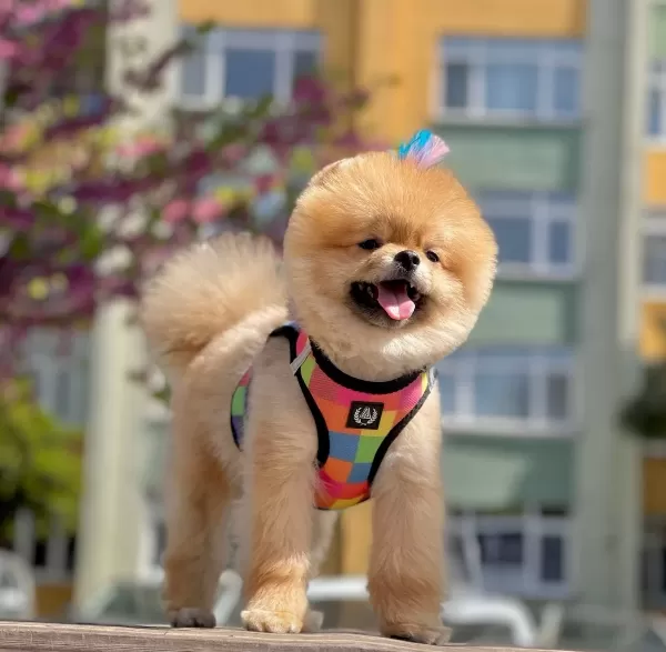 Pomeranian Boo Sampiyon Babanın Bebek Suratlı Oğlu Oscar