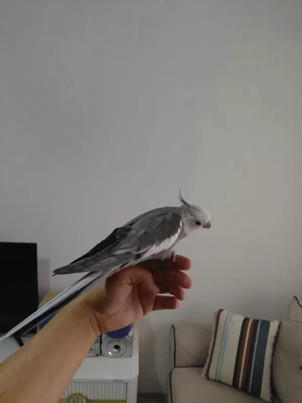 Çok Konuşan Geveze Full Evcil Sultan Papağanı
