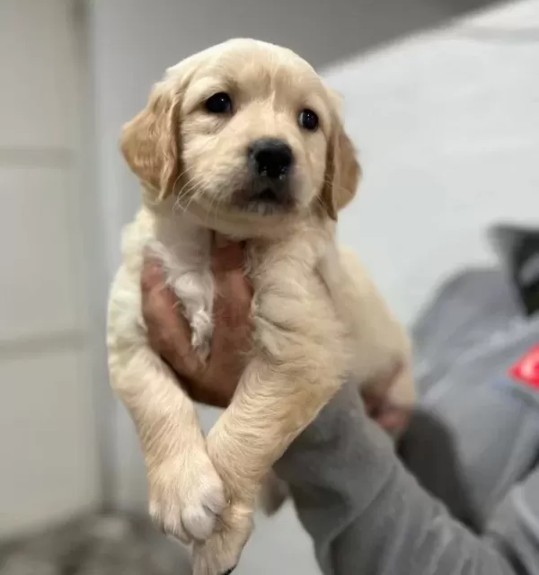 Safkan Golden Retriever Yavrularımız