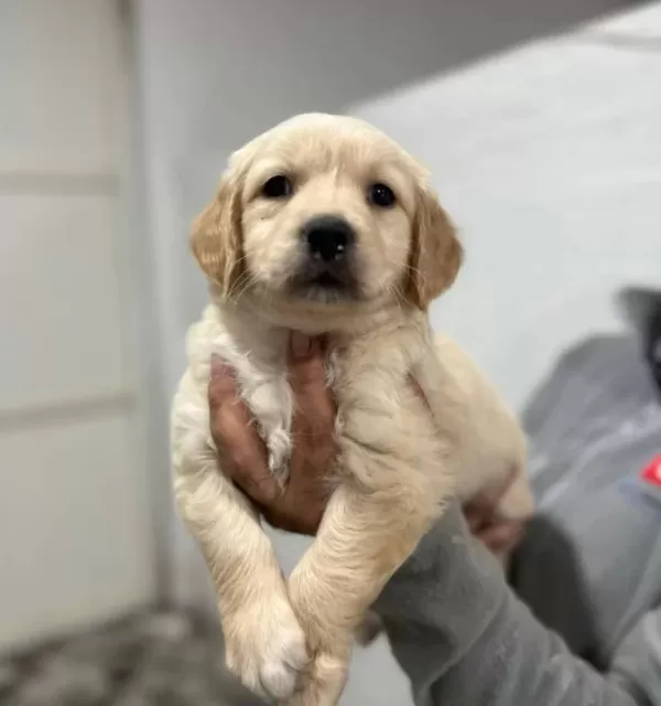 Safkan Golden Retriever Yavrularımız