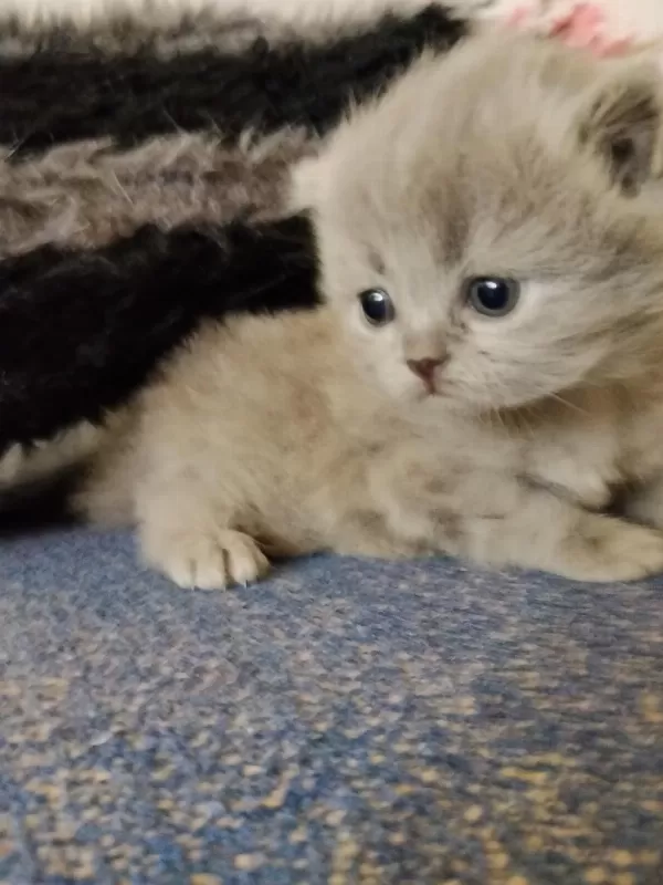 Yavru British Shorthair