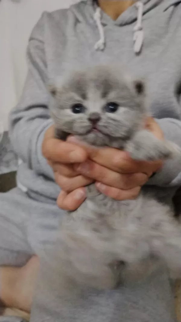 Yavru British Shorthair