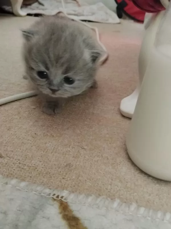 Yavru British Shorthair