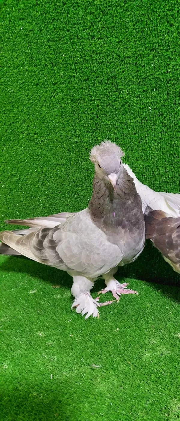 Boz Dumanli Takkali Güvercin Dişi 81 İle Gönderilir