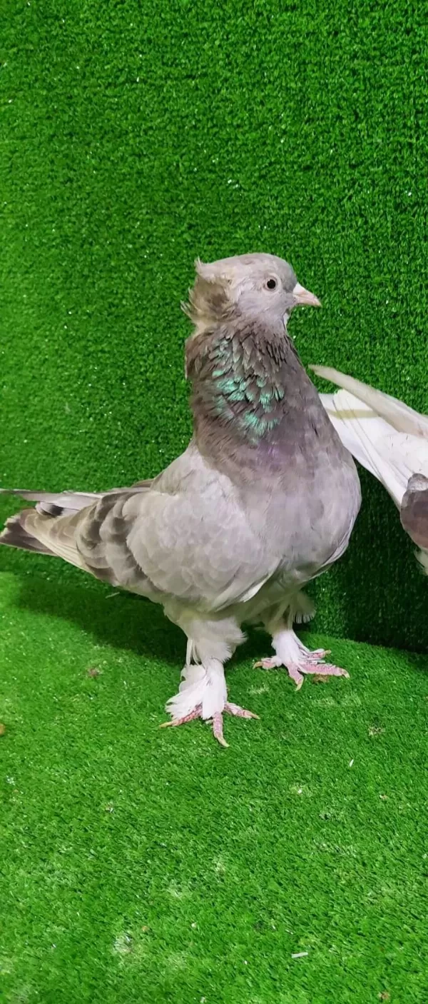 Boz Dumanli Takkali Güvercin Dişi 81 İle Gönderilir