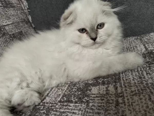 1 Adet Scottish Fold Dişi Miya