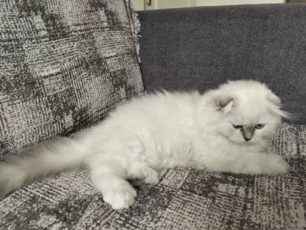 1 Adet Scottish Fold Dişi Miya