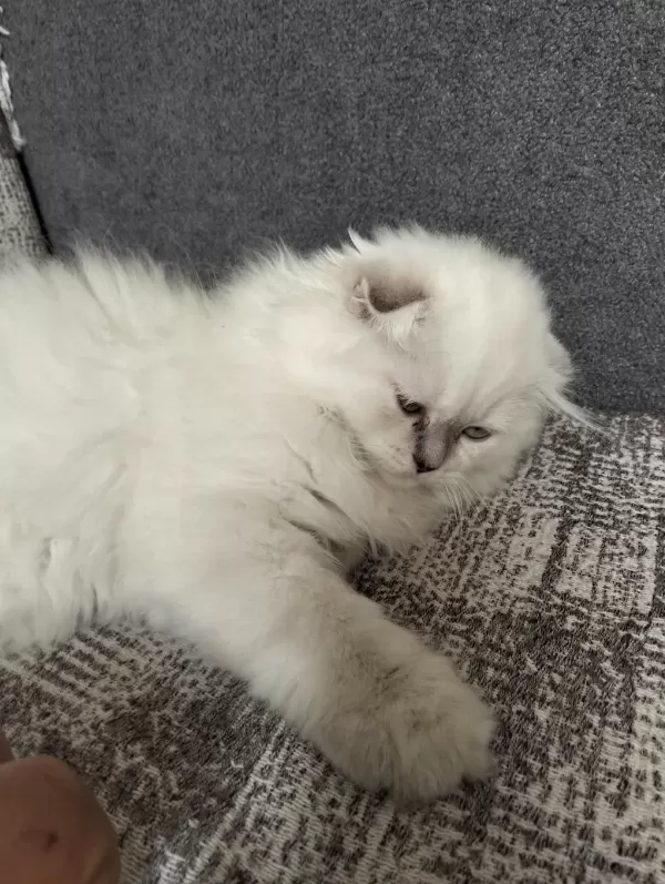 1 Adet Scottish Fold Dişi Miya