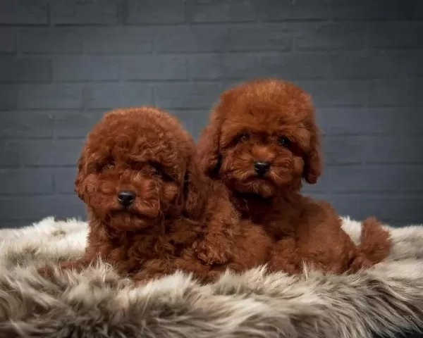 Oyuncak Boy Erkek Dişi Poodle Kurabiyeler