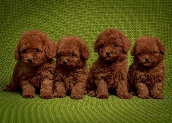 Oyuncak Boy Erkek Dişi Poodle Kurabiyeler