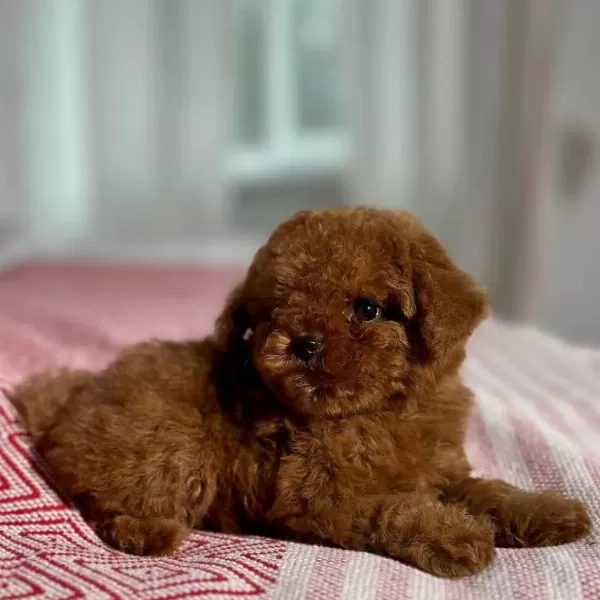 Oyuncak Boy Erkek Dişi Poodle Kurabiyeler