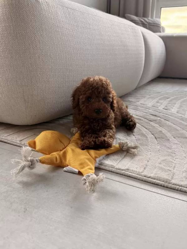 Tuvalet Eğitimli Bebek Toy Poodle