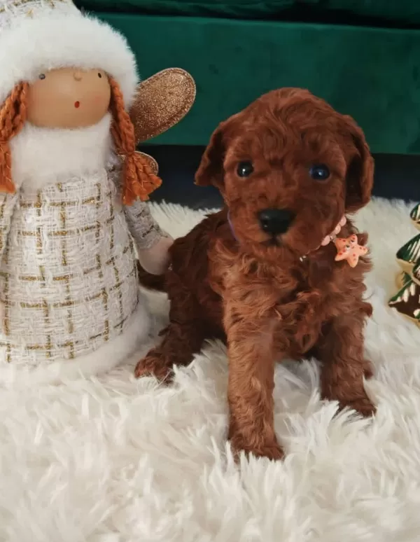 Ruhsatli Köpek Çiftliğinden Toy Poodle Yavrularimiz