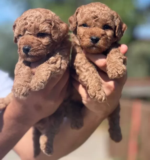 Orijinal Toy Poodle Yavrularımız