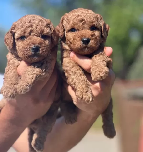 Orijinal Toy Poodle Yavrularımız