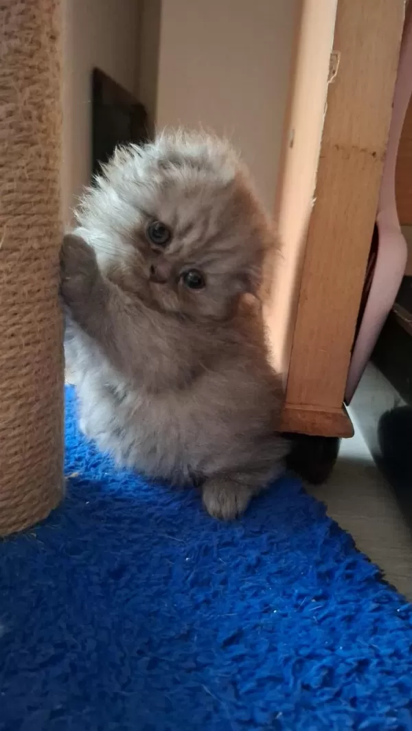 Scottish Fold Kedisi Dişi Ve Erkek