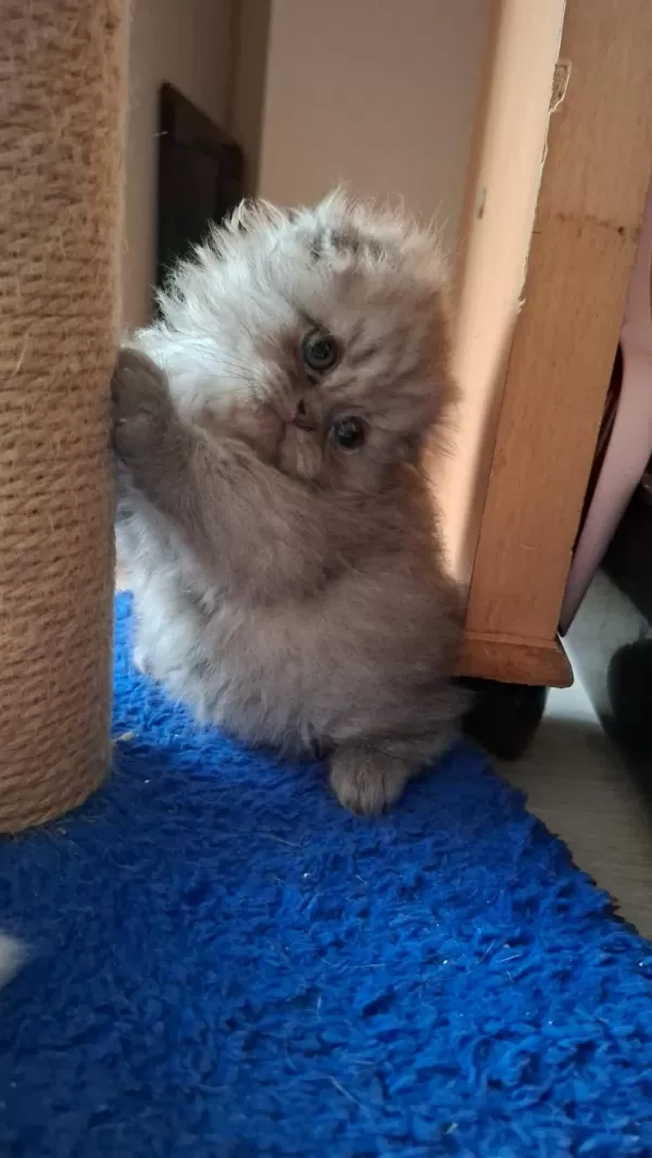 Scottish Fold Kedisi Dişi Ve Erkek