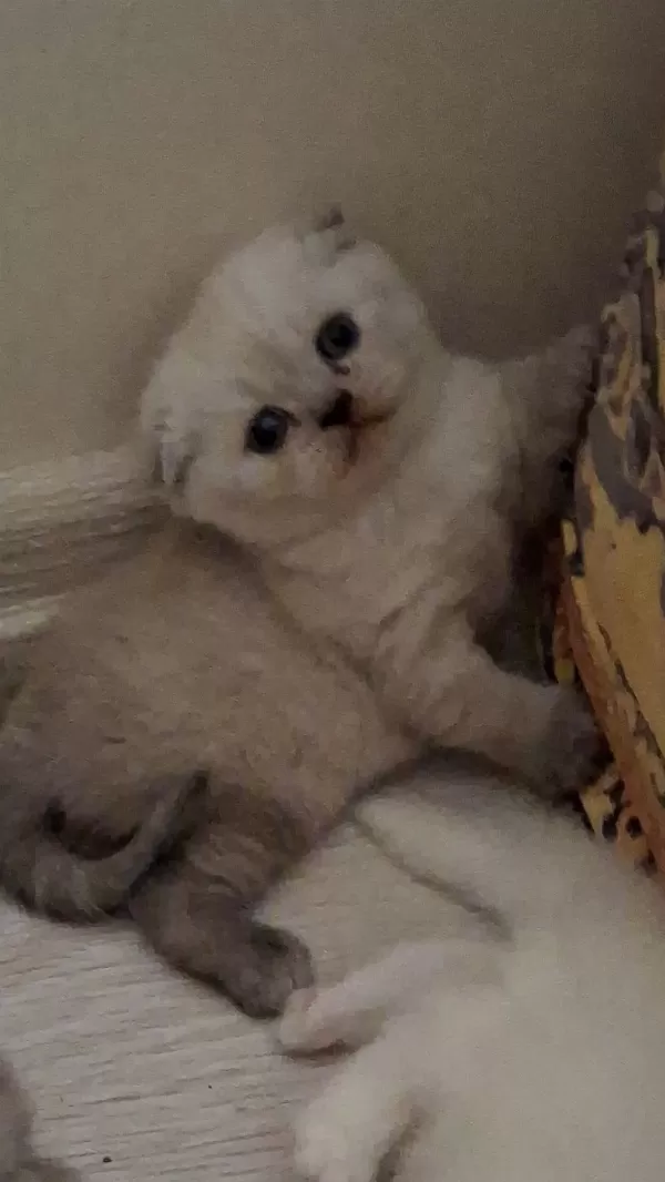 Scottish Fold Kedisi Dişi Ve Erkek