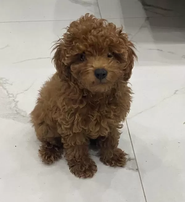 Teacup Toy Poodle Yavrumuz