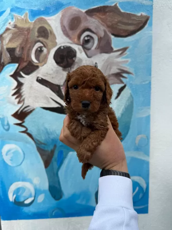 Ruhsatli Poodle Evinden Çok Sayida Poodle Bebek