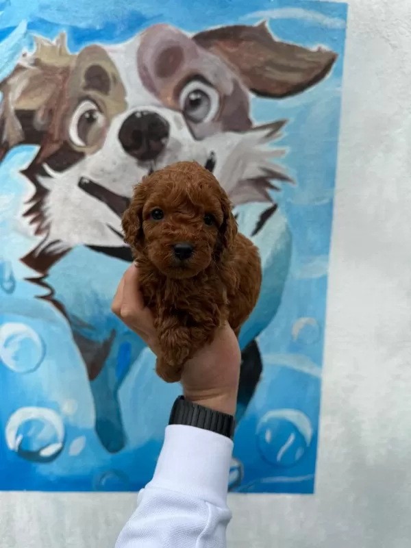 Ruhsatli Poodle Evinden Çok Sayida Poodle Bebek