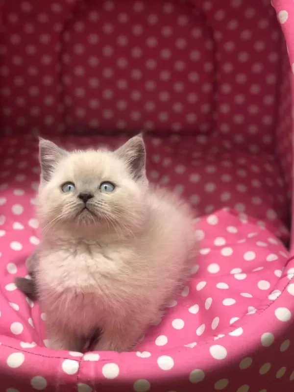 British Shorthair Blue Point Yavrularim