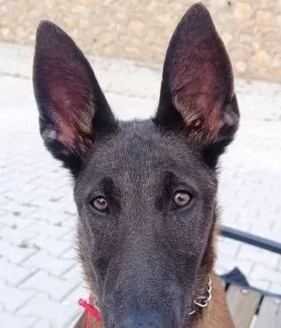 Dört Buçuk Aylık Aşıları Tamam Ev Hayatına Alışkın Yer Çorum