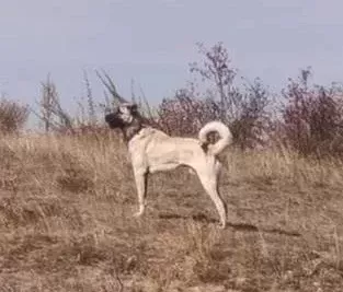 Sivas Kaliteli Kangal Yavrularımız