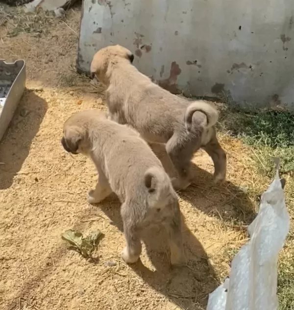 Sivas Kaliteli Kangal Yavrularımız