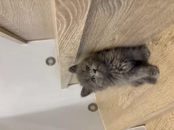 Sevimli British Longhair Yavrularim