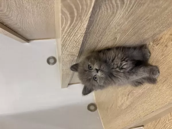 Sevimli British Longhair Yavrularim