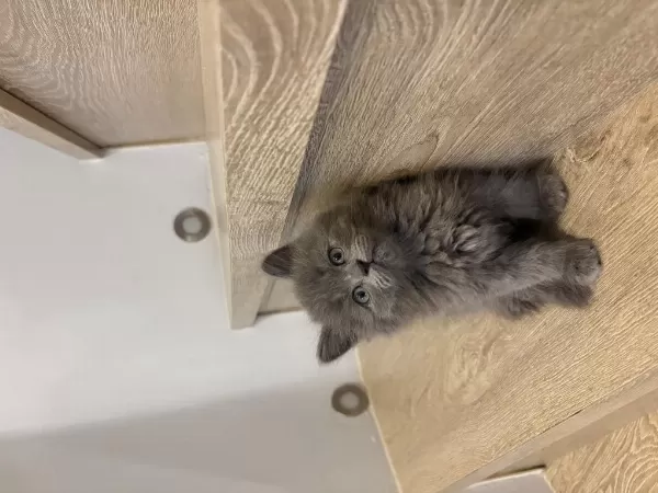 Sevimli British Longhair Yavrularim