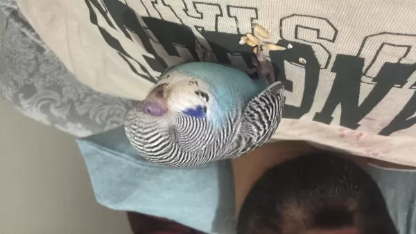 Evcil Jumbo Kırığı Muhabbet Kuşu Yavru