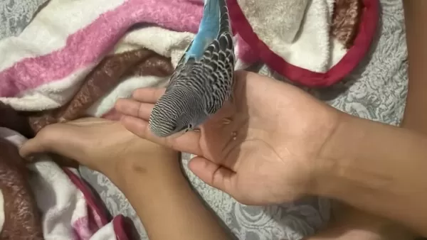 Evcil Jumbo Kırığı Muhabbet Kuşu Yavru