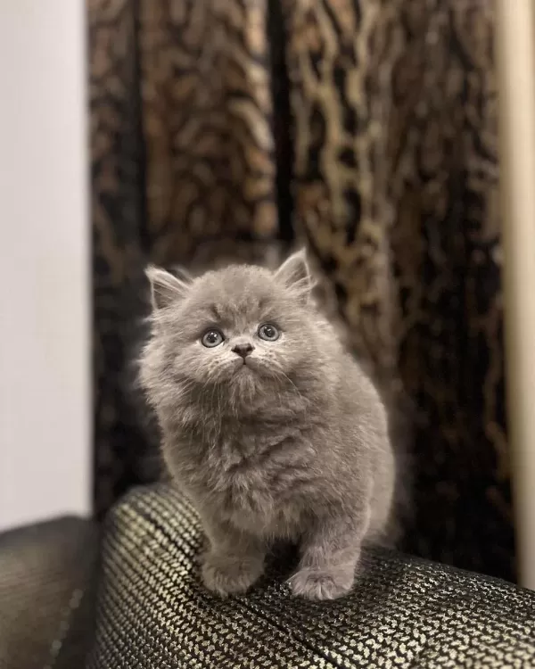 Dünya Tatlisi British Longhair Yavrularim