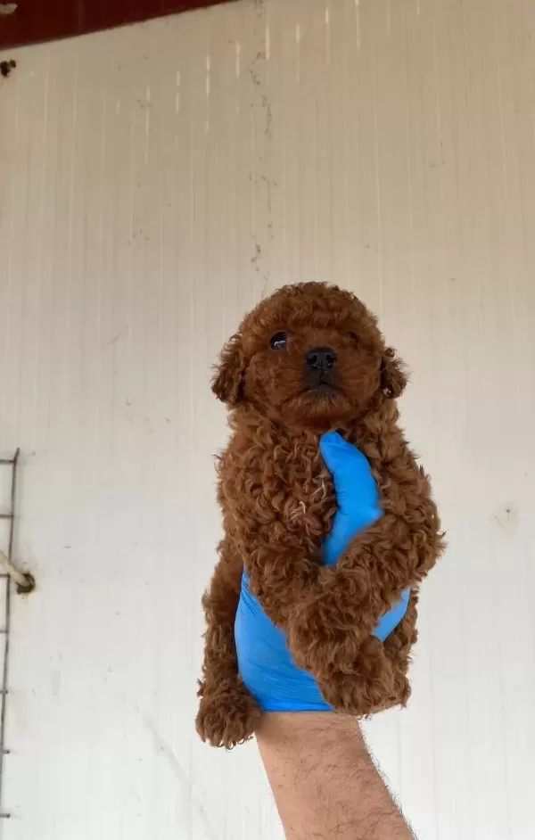 Red Brown Toy Poodle Yavrular