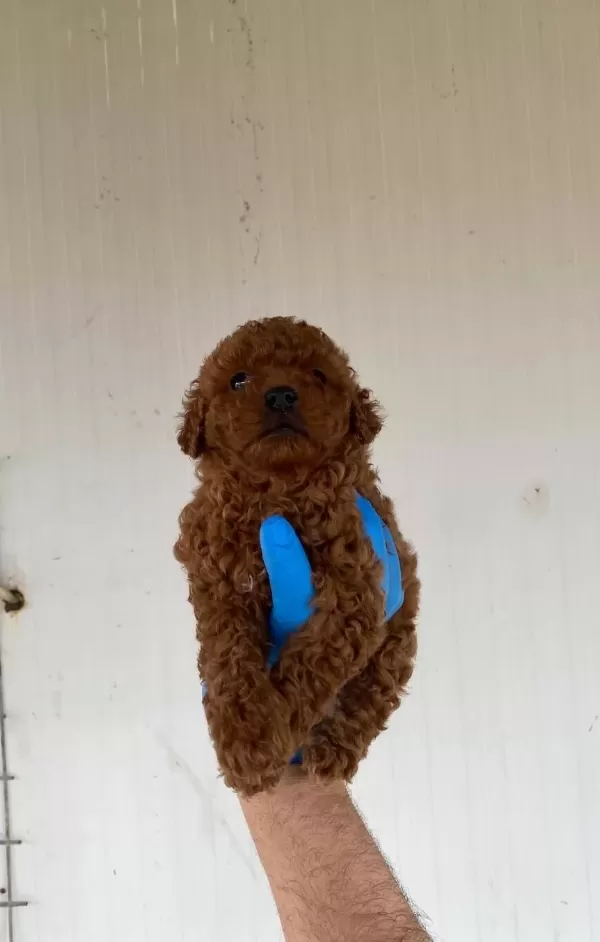 Red Brown Toy Poodle Yavrular