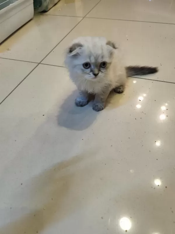 Scottish Fold Dişi Kedimiz