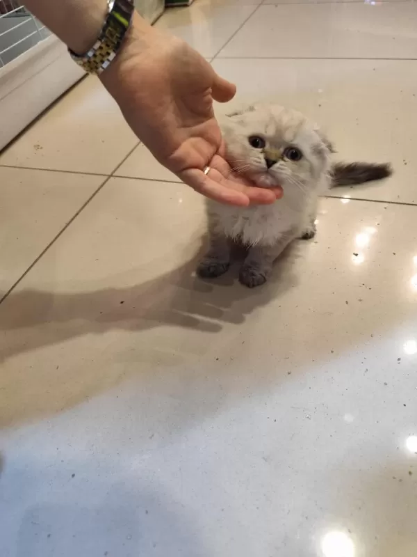 Scottish Fold Dişi Kedimiz