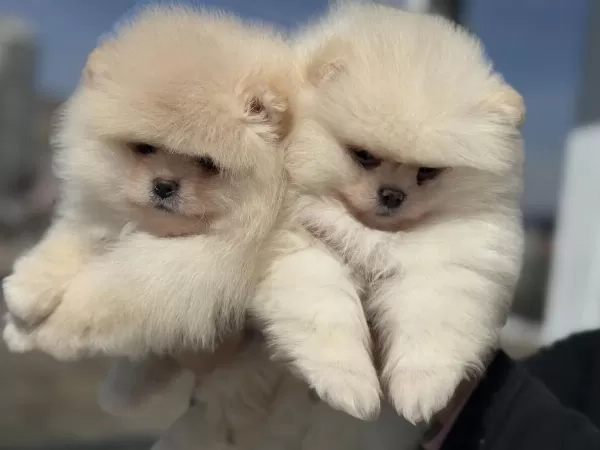 Petmode Köpek Çiftliğininden Teddy Pomeranian